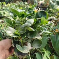 گل قاشقی سبز و ابلق|گل و گیاه طبیعی|بیستون, |دیوار