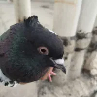 فروش سینه سیاه ماده دوکت سفید کاکل بدون پاپر