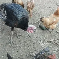 بوقلمون برنز|حیوانات مزرعه|خوی, |دیوار