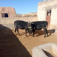 دوتا گوساله نر ویک ماده|حیوانات مزرعه|ایجرود, |دیوار