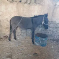 قاطر ۸ماهه ماچه جوان