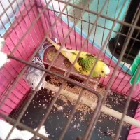 مرغ عشق باقفس ولوازم|پرنده|لاهیجان, بازکیاگوراب|دیوار