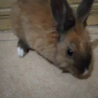 خرگوش کوهستانی