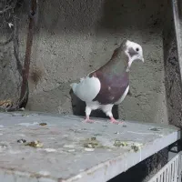ماده خوب