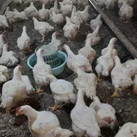 شاگرد مرغداری|استخدام صنعتی، فنی، مهندسی|زابل, |دیوار