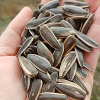 تخمهs400 درجه یک