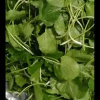 چوچاق و پونه در تالش تمیز و پاک شده خشک|خوردنی و آشامیدنی|حویق, |دیوار