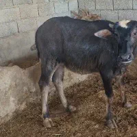 گاومیش|حیوانات مزرعه|اهواز, دغاغله|دیوار