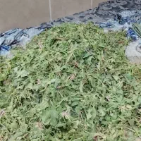 اسفناج کوهی