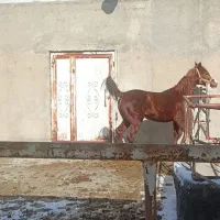 فروش فوری اسب فروش فوری ب دلیل نبود جا