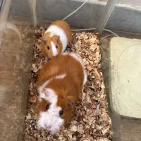 خوکچه هندی فشن