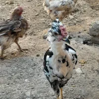 تخم مرغ نطفه دار|حیوانات مزرعه|لاران, |دیوار