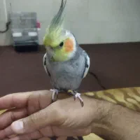 عروس هلندی دستی سخنگو