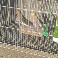 دو عدد عروس هلندی