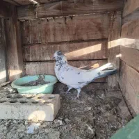 کله سبز|پرنده|یزد, |دیوار