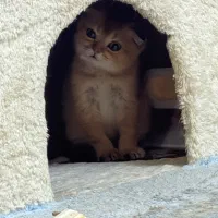 گربه نژاد دورگه اسکاتیش و ny12