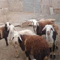 گوسفند بره نر بروجردی|حیوانات مزرعه|رشتخوار, |دیوار