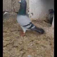 کبوتر . سبز . پلاکی . قره