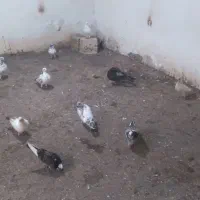 کبوتر پرشی تاق با جوجه لاری