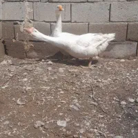 غاز|حیوانات مزرعه|میاندوآب, |دیوار