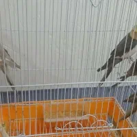 عروس هلندی مولد