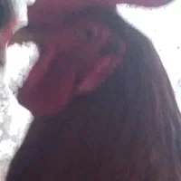 خروس قرمز تبریزی درشت معاوضه