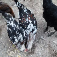 خروس ومرغ