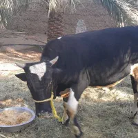 یک عددگاونربرافروش