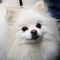 توله‌پامرین‌دوسر‌خرسی‌خالص|سگ|طرقبه, |دیوار