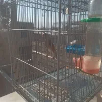 سهره قناری نر سرخ|پرنده|نهاوند, |دیوار