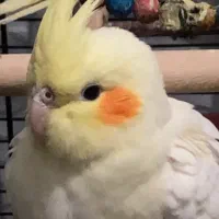 جفت عروس هلندی نرو ماده سه ماهه لوتینو گرید عالی