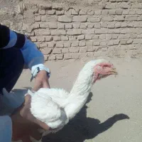 مرغ لاری اصل