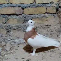 کفتر طوقی|پرنده|کاشمر, |دیوار