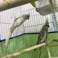 عروس هلندی بالغ
