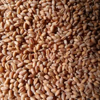 گندم بذری فرانسوی و خارجی