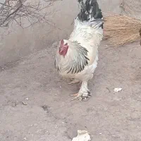۱عدد خروس پا پری برهما
