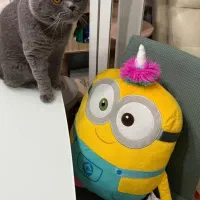 گربه اسکاتیش ماده