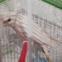 عروس هلندی|پرنده|کاکی, |دیوار