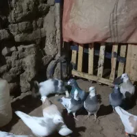 فروش کبوتر طوق|پرنده|مریوان, |دیوار