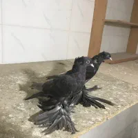 کفتر فیلی کاکلی ایاخلی
