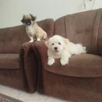 واگذاری سگ آپارتمانی