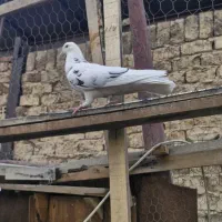 کفتر|پرنده|چهاردانگه (تهران), |دیوار