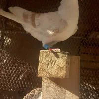 کبوتر|پرنده|خرمشهر, |دیوار