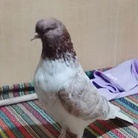 معاوضه با انواع پرنده اگهی رو حتما بخون