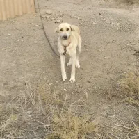 سگ سراب گله گرگرو سگ ژرمن نگهبان