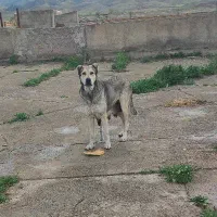 سرابی اصل ماده