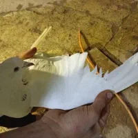 شیخی|پرنده|اهواز, زرگان|دیوار