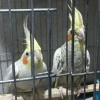 عروس هلندی،قناری و فنج