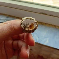 شجر برزیلی