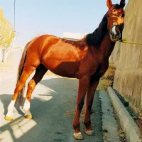 اسب زیبا|اسب و تجهیزات اسبسواری|هشترود, |دیوار